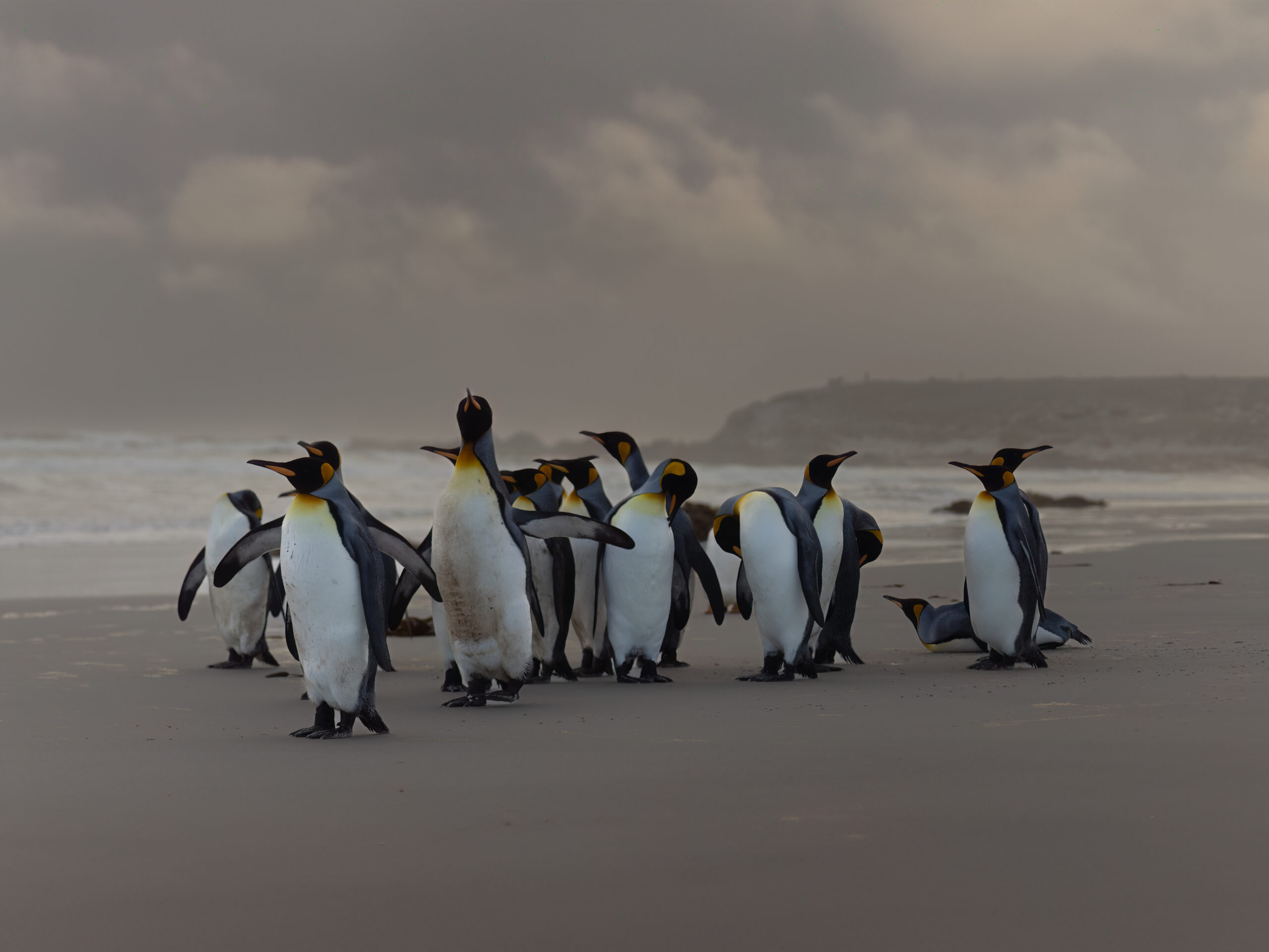 Kings-on-the-beach-3-1-scaled.jpg