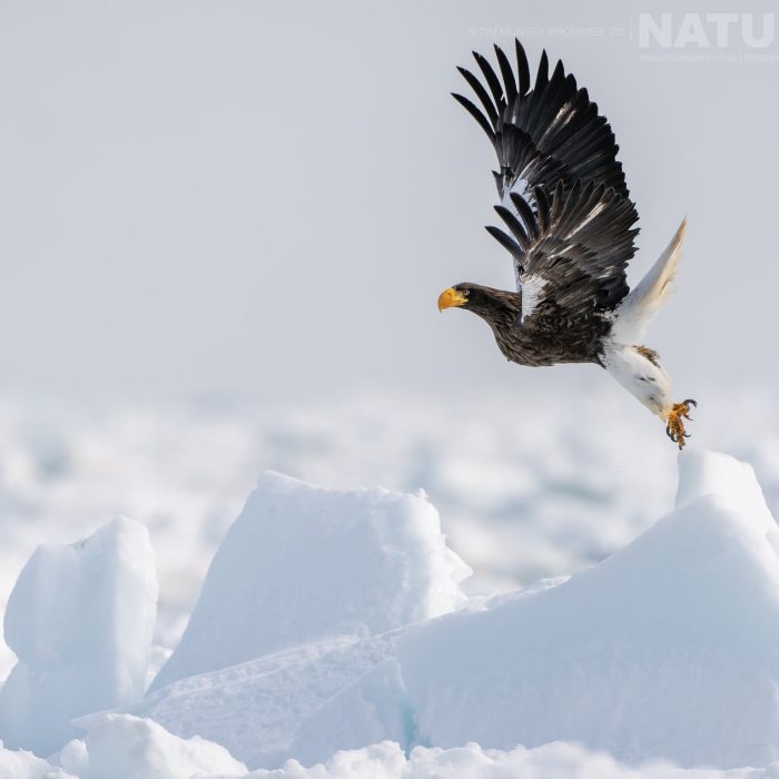 One-of-the-Stellers-Sea-Eagles-of-Hokkaido-takes-flight-one-of-the-species-featured-during-our-Japans-Winter-Wildlife-photography-holiday