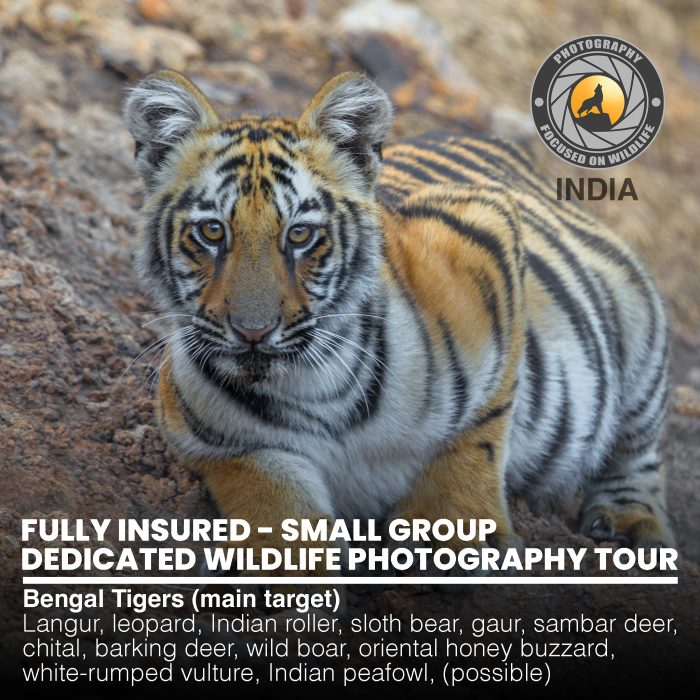 Tadoba_Main_00