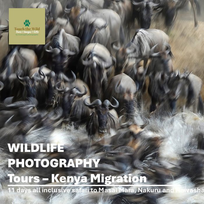 Touch-the-Wild-Great-Migration-Kenya-Tour-2