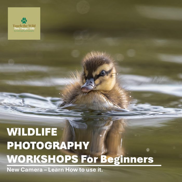 Workshops-for-beginners