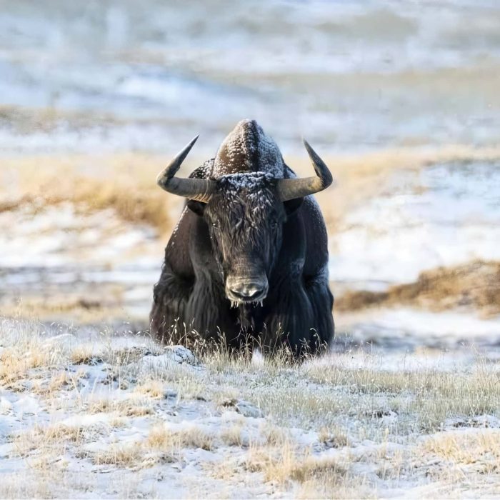 tibetan-wildlife-photography-holiday-with-natureslens-23