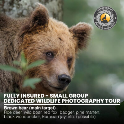 Bears_Main_00-1