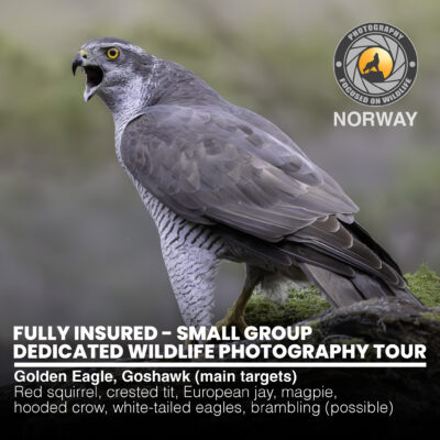 Eagles_Main_00-1