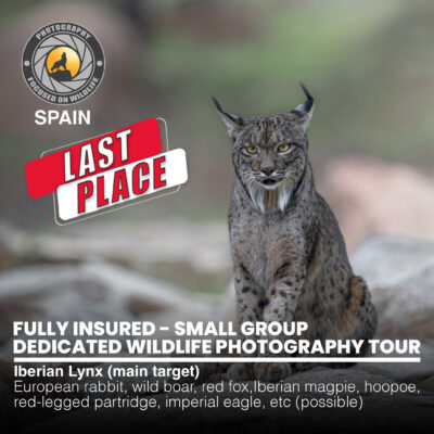 IberianLynx_Main_01