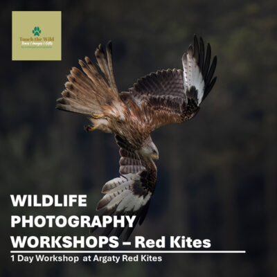 Touch-the-Wild-Red-Kite-Workshop-4